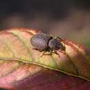 Image of rough strawberry root weevil