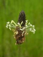 Image of plantain