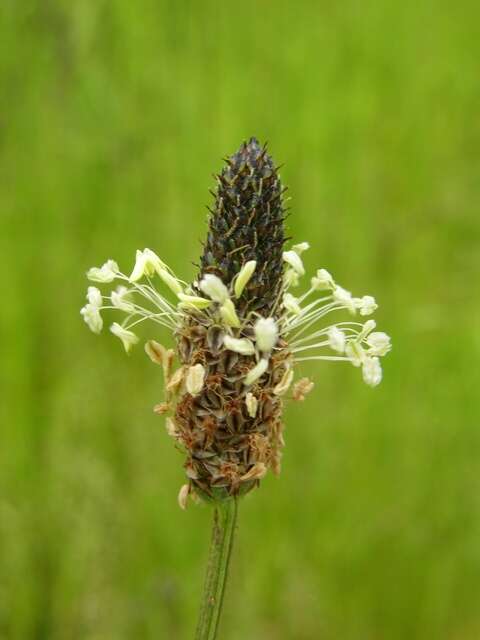 Image of plantain