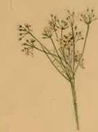 Image of Depressaria pimpinellae Zeller 1839