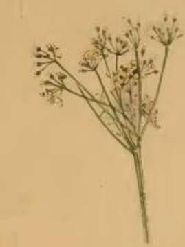 Image of Depressaria pimpinellae Zeller 1839