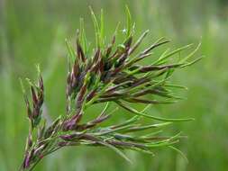 Image of Meadow Grasses