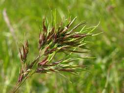 Image of Meadow Grasses