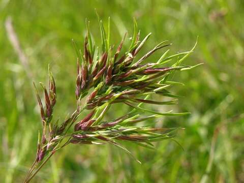 Image of Meadow Grasses