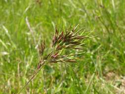 Image of Meadow Grasses