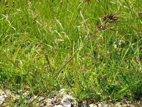 Image of Meadow Grasses