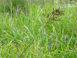 Image of Meadow Grasses