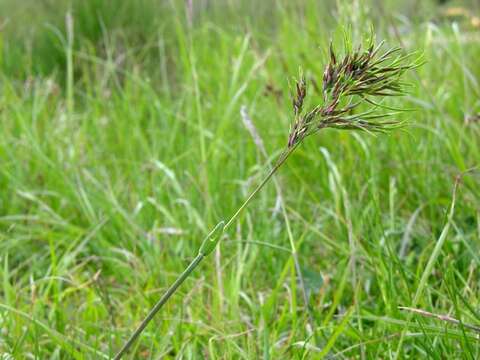 Image of Meadow Grasses