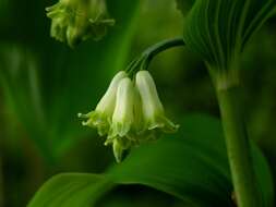 Слика од Polygonatum