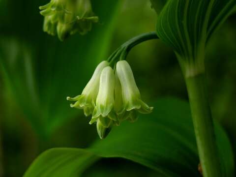 Image of Solomon's Seal