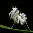 Image of African flower mantis
