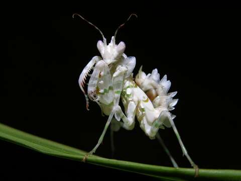 Pseudocreobotra resmi