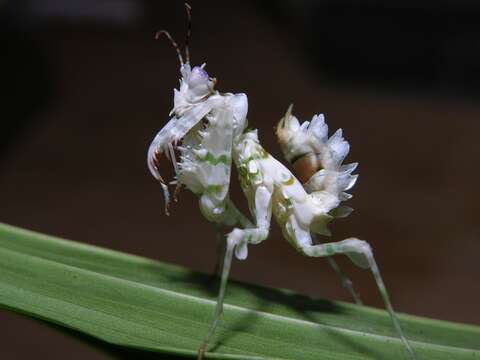 Plancia ëd Pseudocreobotra