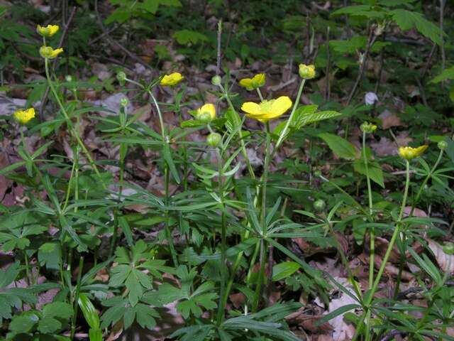 Image of Goldilocks Buttercup