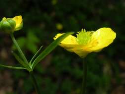 Image of Goldilocks Buttercup