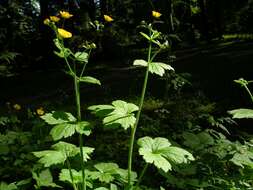 Image de Ranunculus lanuginosus L.