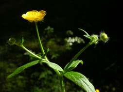 Image de Ranunculus lanuginosus L.