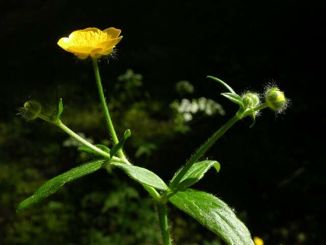 Image de Ranunculus lanuginosus L.