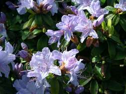 Image de Rhododendron impeditum I. B. Balf. & W. W. Smith