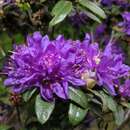 Image of Rhododendron russatum I. B. Balf. & Forrest