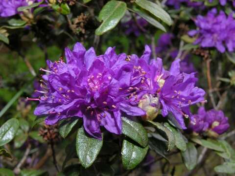 Image of <i>Rhododendron russatum</i> I. B. Balf. & Forrest