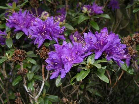 Image of Rhododendron russatum I. B. Balf. & Forrest