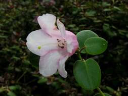 Image of Rhododendron williamsianum Rehder & E. H. Wilson