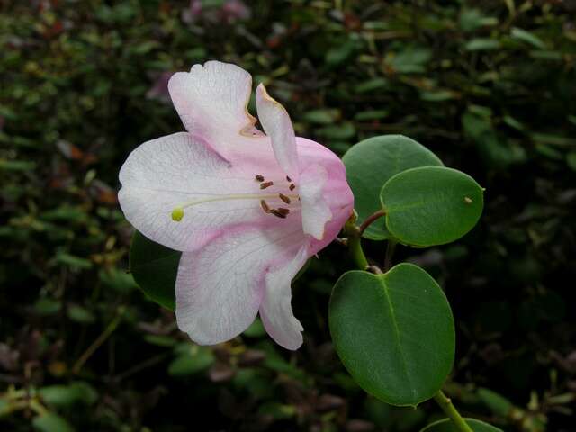 Image of Rhododendron williamsianum Rehder & E. H. Wilson