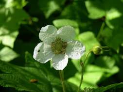 Image of American bramble