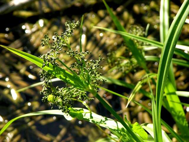 Image of Sedges