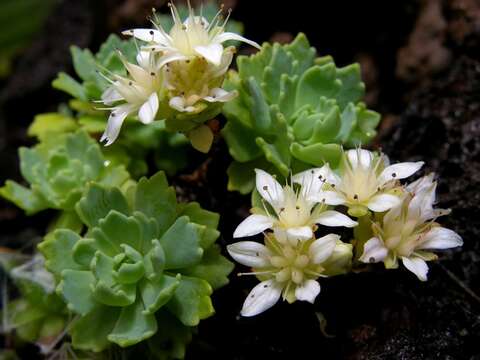 Image of stonecrop