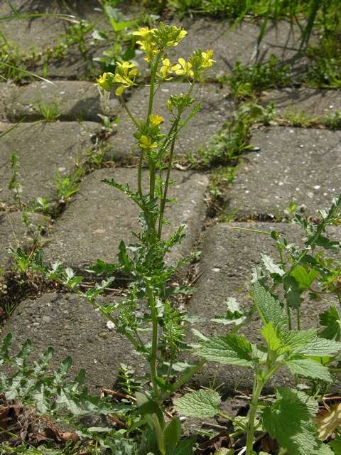 Image of hedgemustard