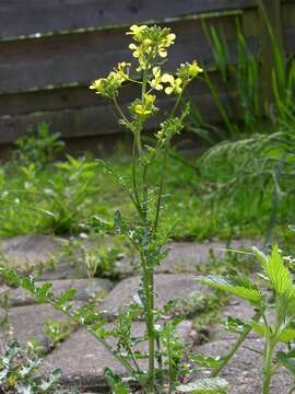 Image of hedgemustard