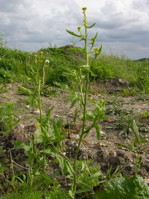 Imagem de Sisymbrium