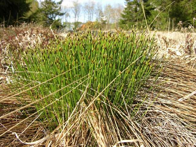 Plancia ëd Trichophorum cespitosum subsp. germanicum (Palla) Hegi