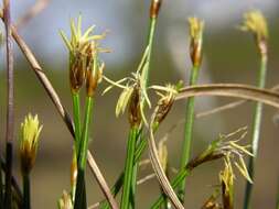 Plancia ëd Trichophorum cespitosum subsp. germanicum (Palla) Hegi