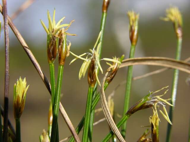 Image of Trichophorum cespitosum subsp. germanicum (Palla) Hegi