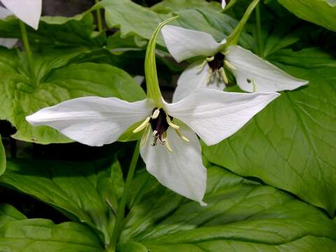 Image of Trillium erectum var. album (Michx.) Pursh