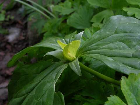 Image of yellow wakerobin