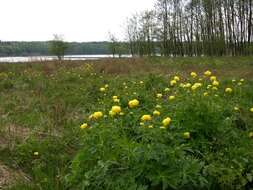 Image of globeflower