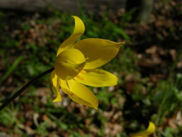 Image of Wild tulip