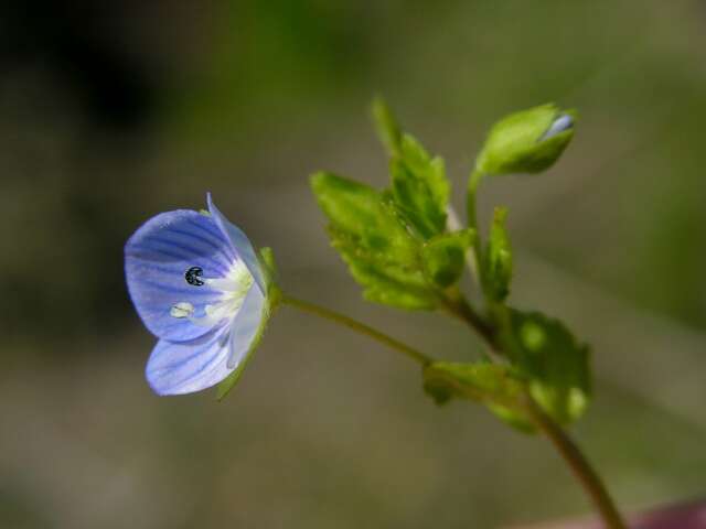 Image of slender speedwell