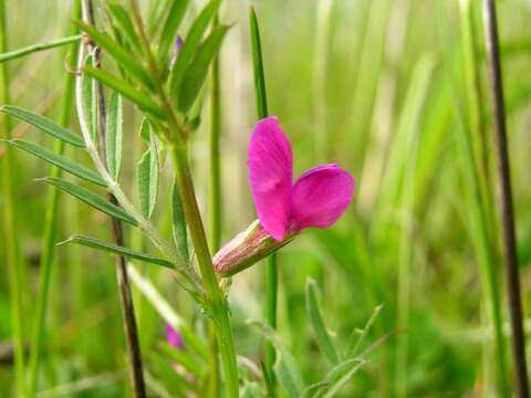 Image of Common Vetch