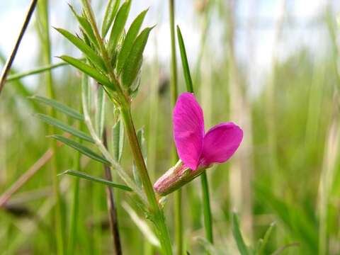 Imagem de Vicia sativa L.