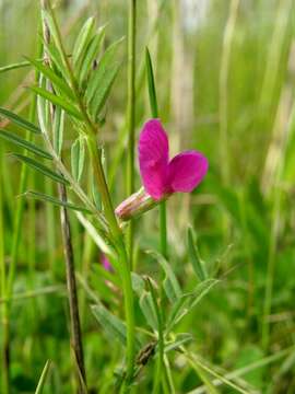 Imagem de Vicia sativa L.