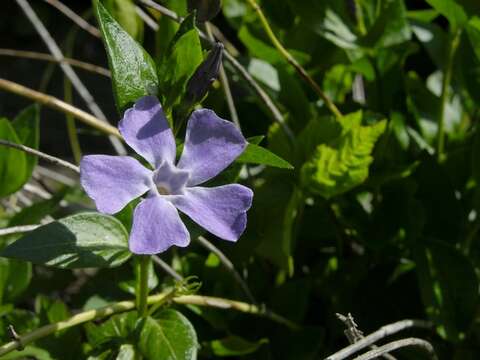 Image of periwinkle