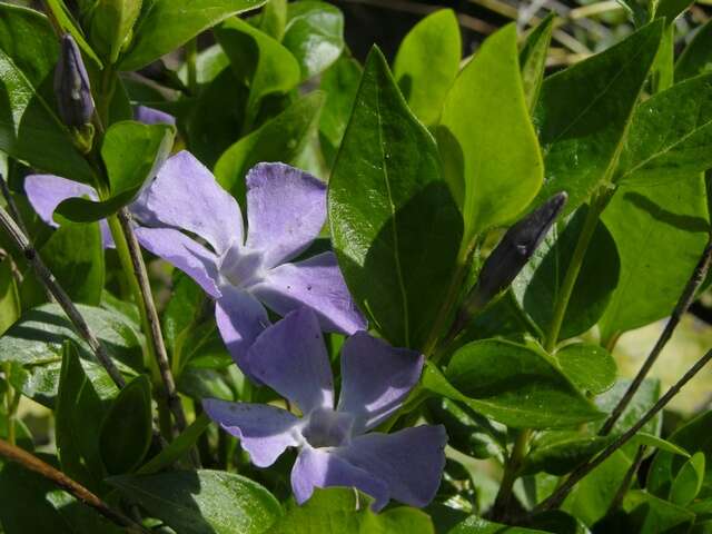 Image of periwinkle