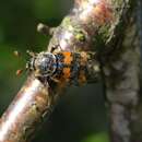 صورة Nicrophorus (Nicrophorus) vespillo (Linnaeus 1758)