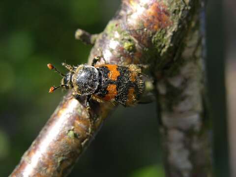 Image of Sexton Beetles