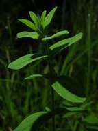 Image of St John's-wort